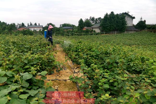 陽(yáng)光金果獼猴桃苗木基地