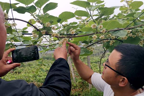 獼猴桃花粉授粉技術(shù)