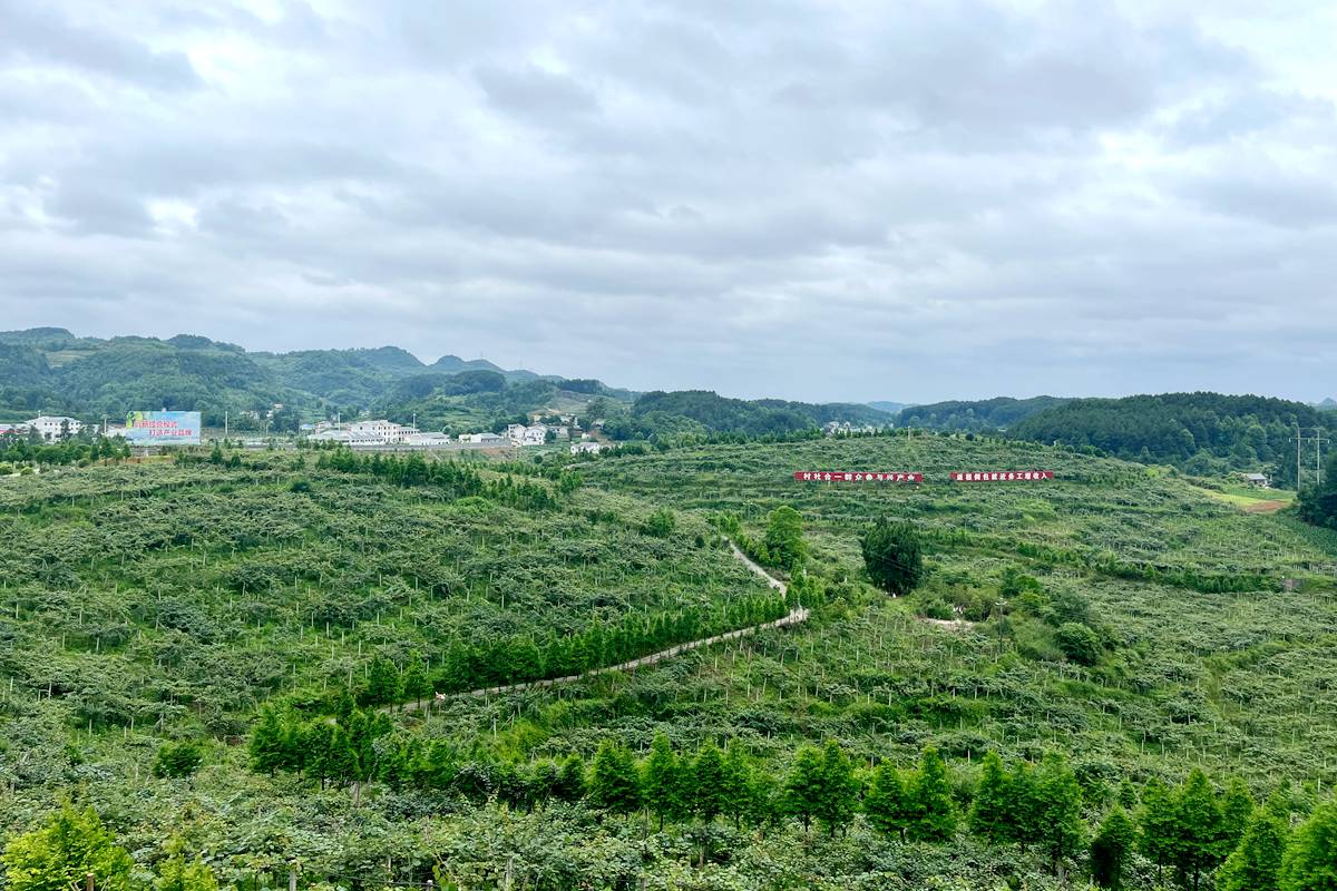 貴州省遵義市播州區(qū)三岔鎮(zhèn)高山獼猴桃果園