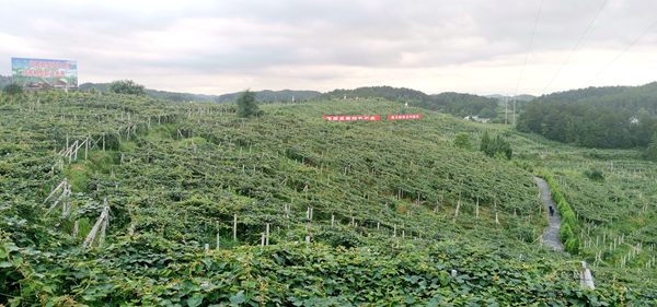 紅心獼猴桃果園