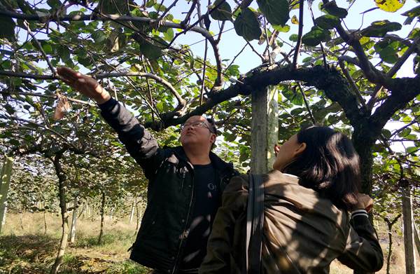 獼猴桃種植技術(shù)