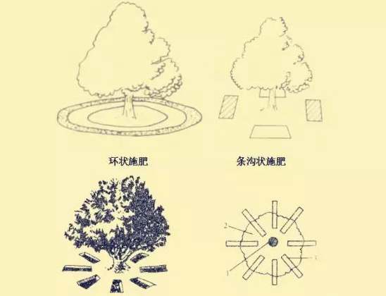 獼猴桃施肥