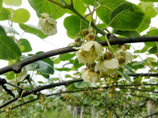 獼猴桃開(kāi)花