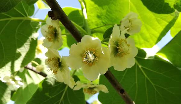 獼猴桃開(kāi)花