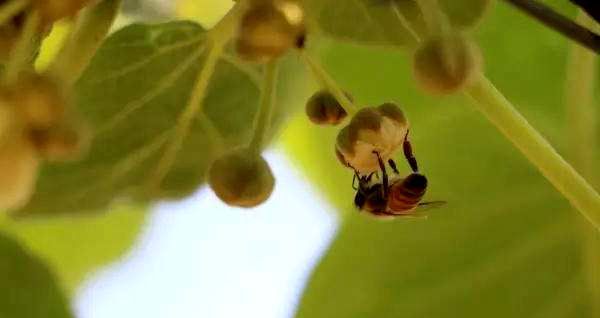 獼猴桃雌花