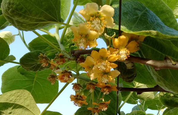 紅心獼猴桃開(kāi)花