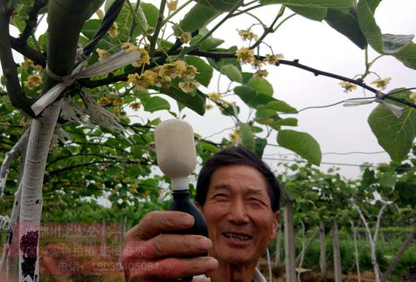 獼猴桃花粉授粉技術(shù)