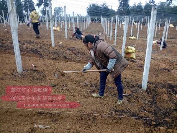 紅陽獼猴桃選擇坡度建園