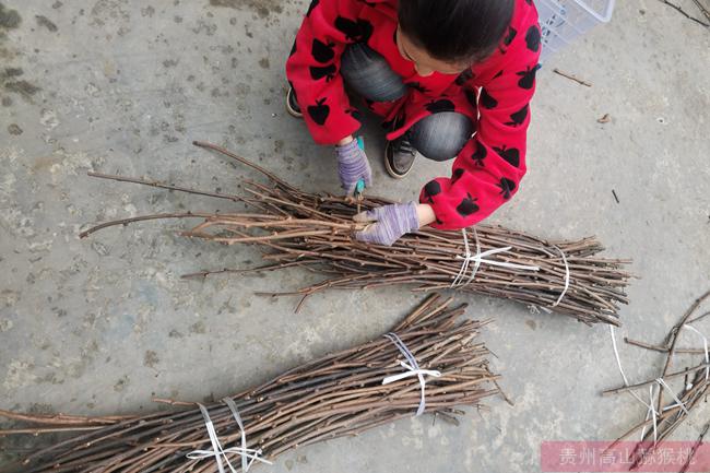 獼猴桃嫁接接穗準(zhǔn)備