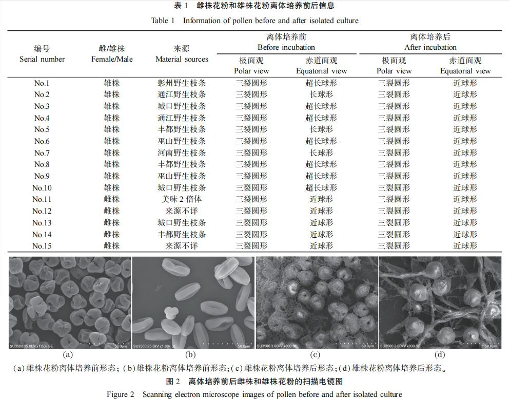 獼猴桃花粉萌發(fā)情況