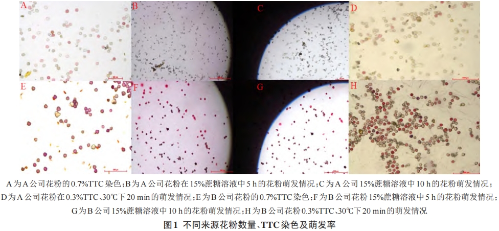 獼猴桃花粉活力測(cè)定條件的優(yōu)化研究