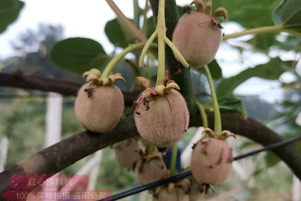 紅實(shí)二號(hào)獼猴桃