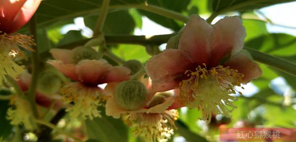 白毛獼猴桃開(kāi)花了