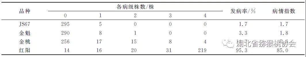 建香獼猴桃