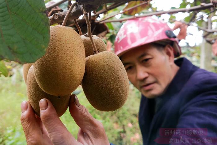 佳沛陽(yáng)光金果