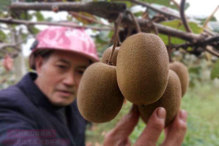 生態(tài)種植的高山金果g3獼猴桃