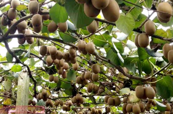 golden kiwi growing zone