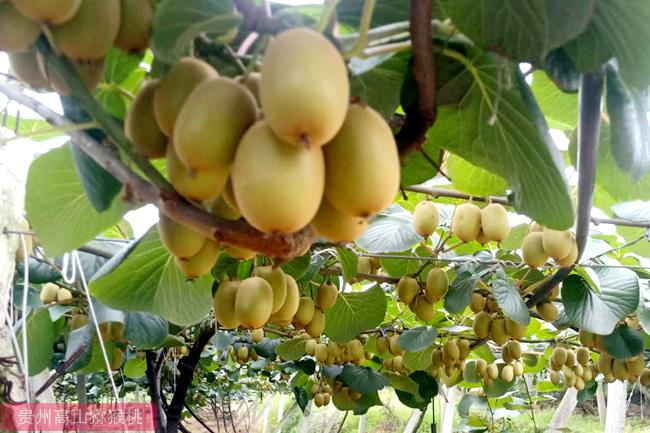 golden kiwi plants