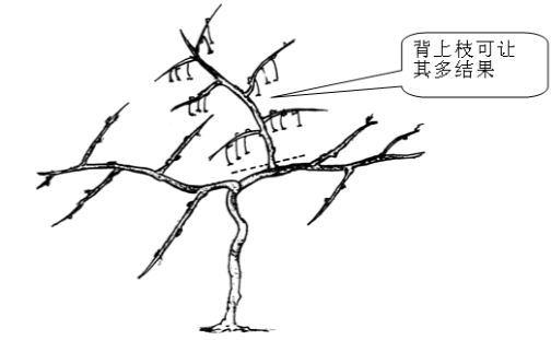 獼猴桃徒長性結(jié)果枝