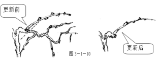 獼猴桃中庸結(jié)果枝