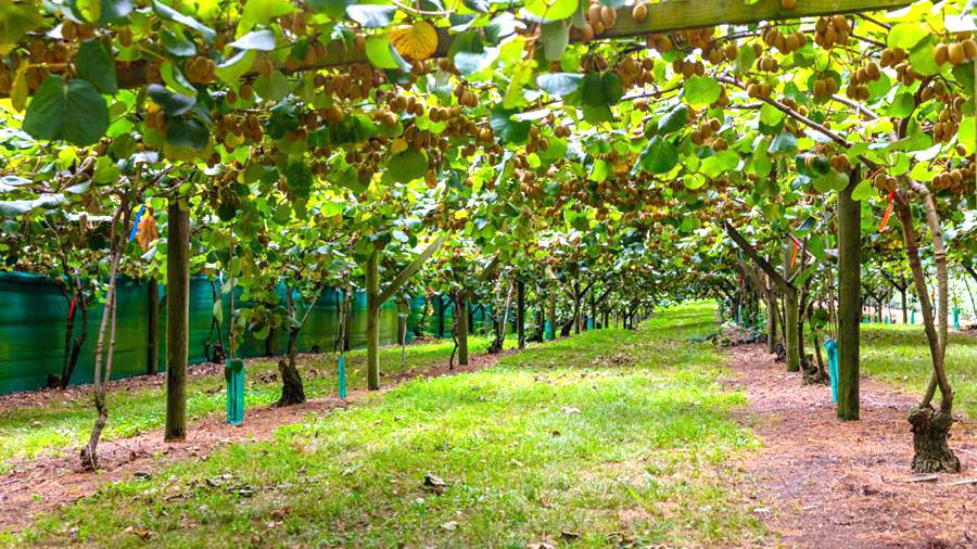 New Zealand's newly built Sunshine Golden Fruit Orchard