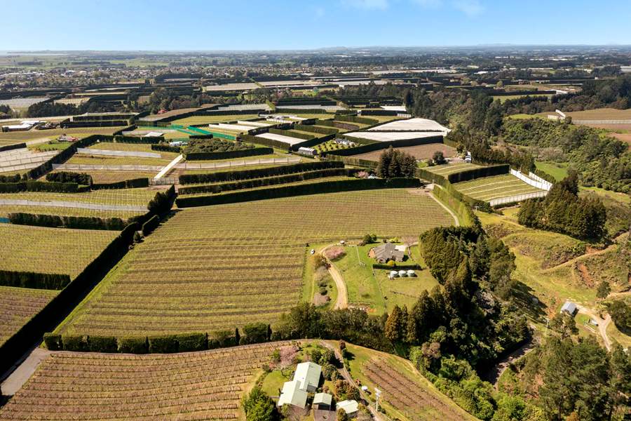 New Zealand's newly built Sunshine Golden Fruit Orchard