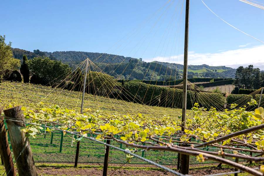 New Zealand's newly built Sunshine Golden Fruit Orchard