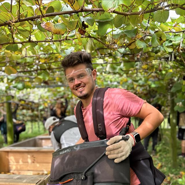 New Zealand SunGold Fruit Picking Workers