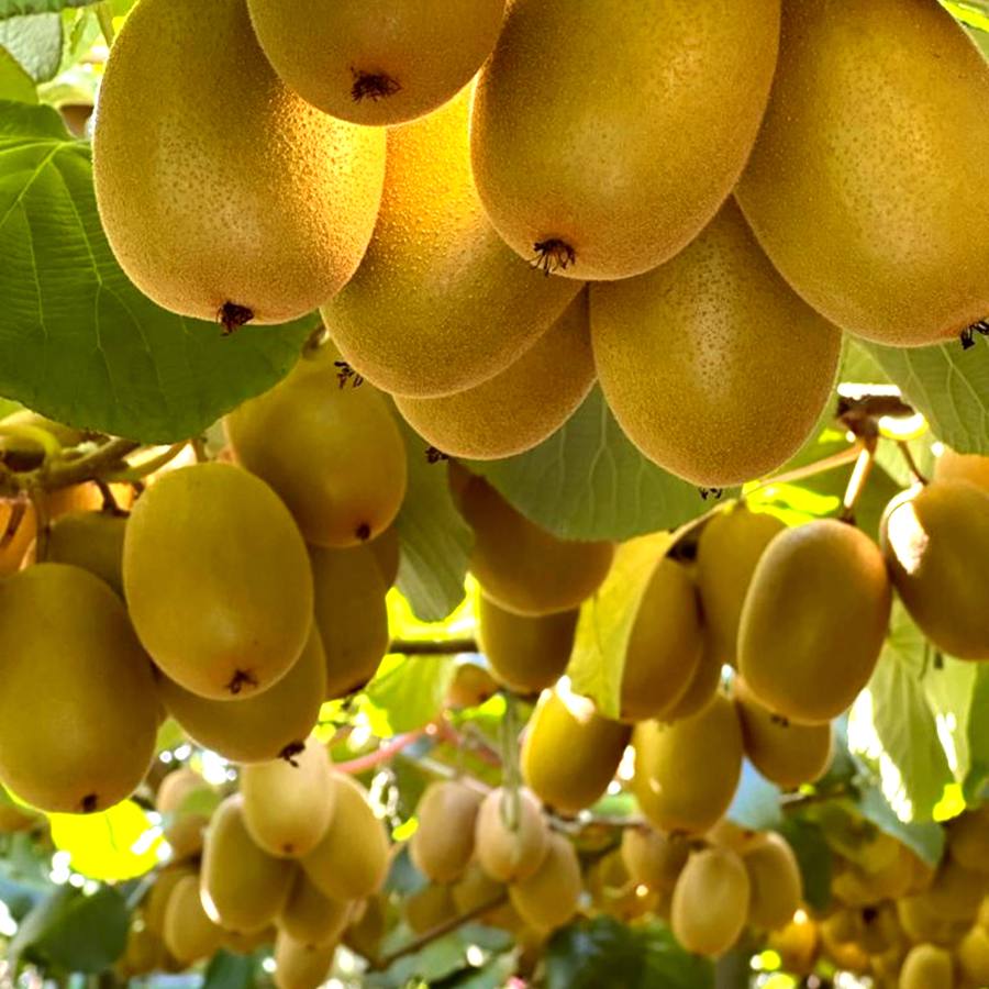 golden kiwifruit