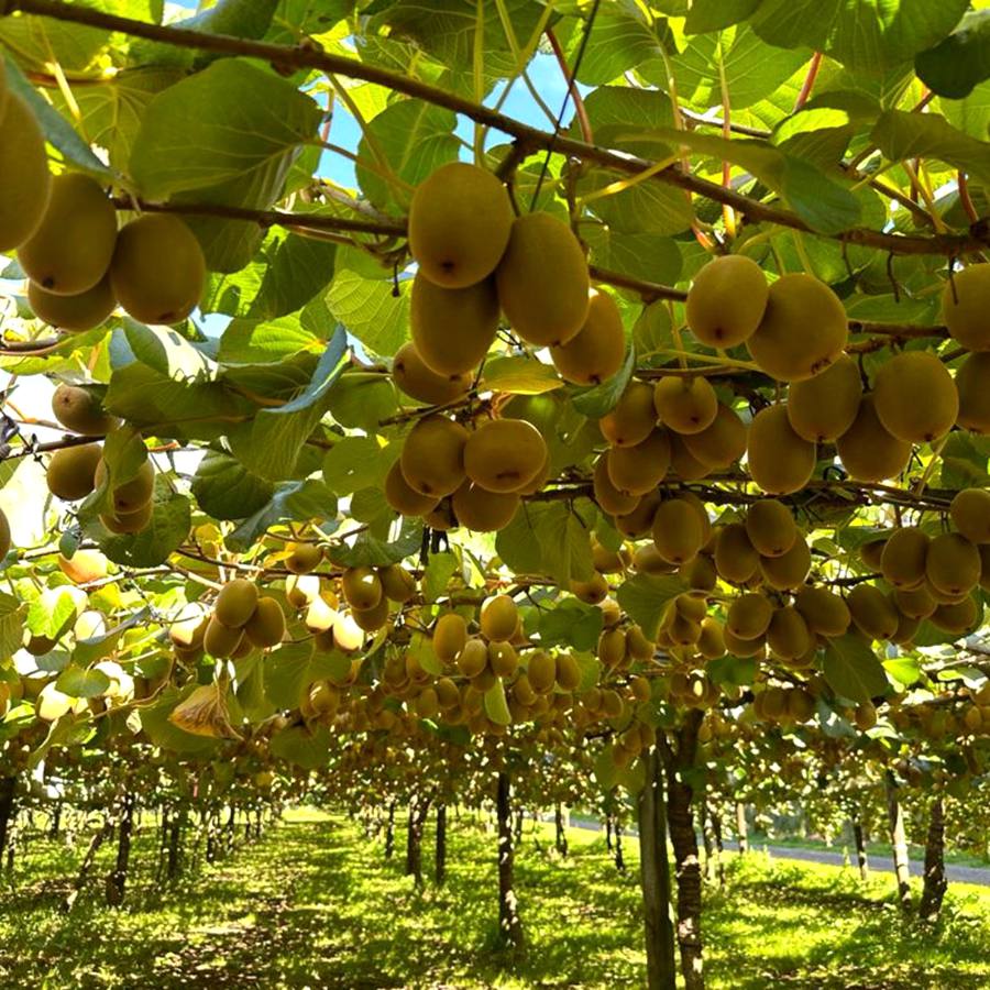 zespri sungold kiwi