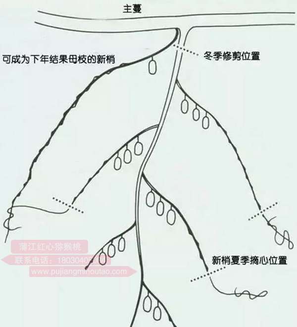 紅心獼猴桃冬季修剪