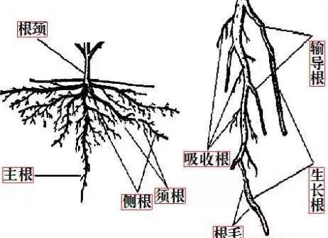 獼猴桃根