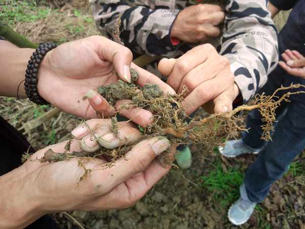 獼猴桃土壤根系