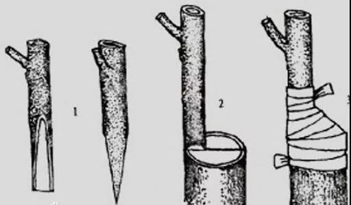 獼猴桃嫁接方法