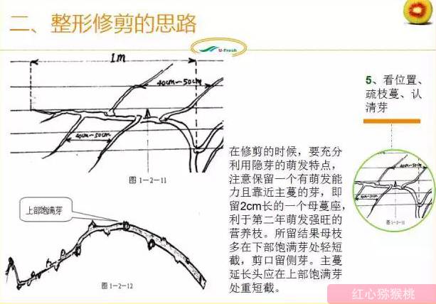 紅心獼猴桃冬季整形修剪