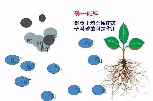 獼猴桃黃腐酸